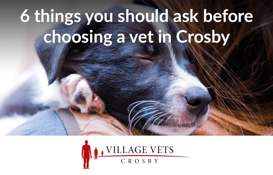 6 Questions You Should Ask Before Choosing a Vet in Crosby