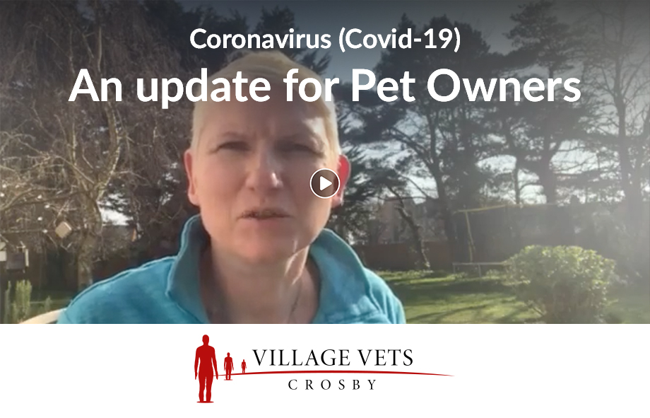 Coronavirus: Important Updates for Pet Owners in Crosby